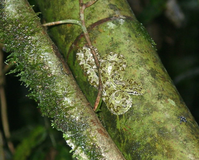 Eyelash Viper