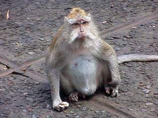 Pregnant Monkey