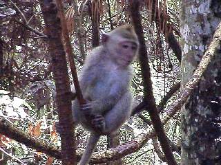 Adolescent Monkey