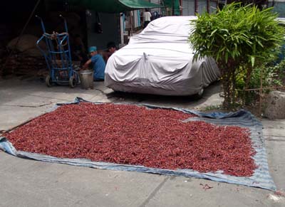 Chili peppers drying in the sun