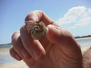 Hermet Crab in his home