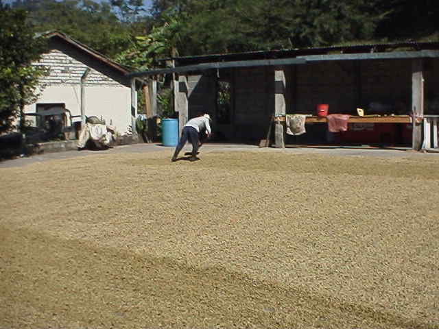 Coffee beans drying in the sun