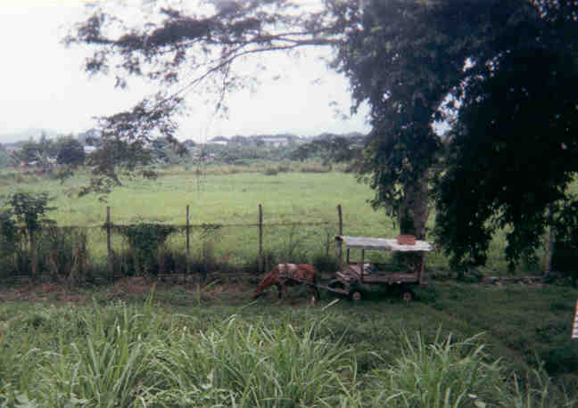 Horse Drawn Cart