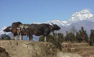 It's a three headed water buffalo!!