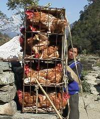 Chicken vendor/porter