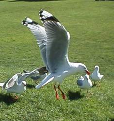 seagulls catching french fries