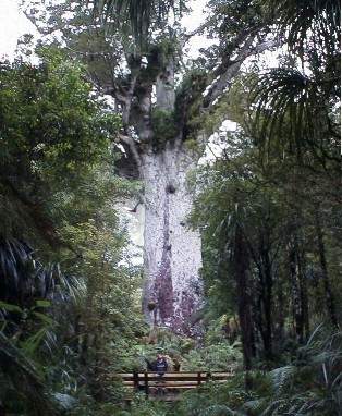 Tane Mahuta, where's Dave-o?