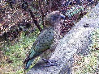 Kea, beautiful green feathers, red/orange feathers under wings. NO FEAR