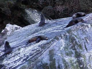 seals on Milford Sound