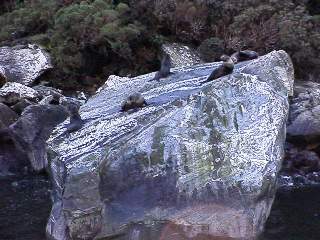 seals on Milford Sound