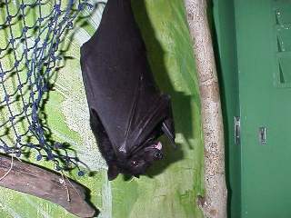 Alexis, the flying fox
