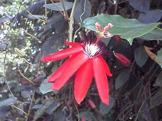 Jungle flower