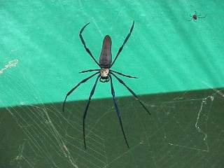 Golden orb spider