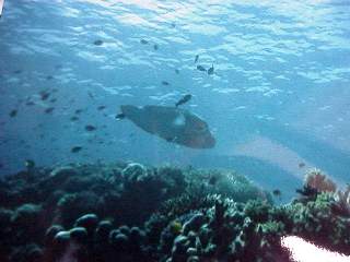 wrasse