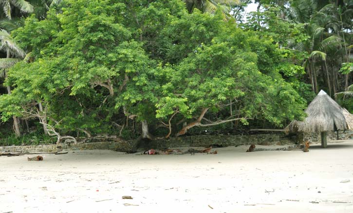 beachtreesmall