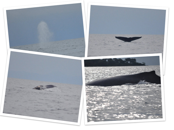 panamawhales