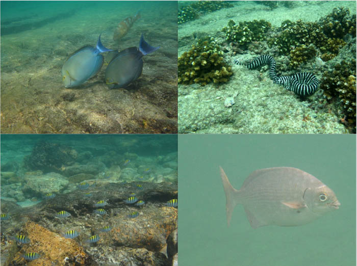 underwatercollage