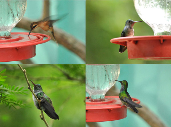 hummingbirdcollage