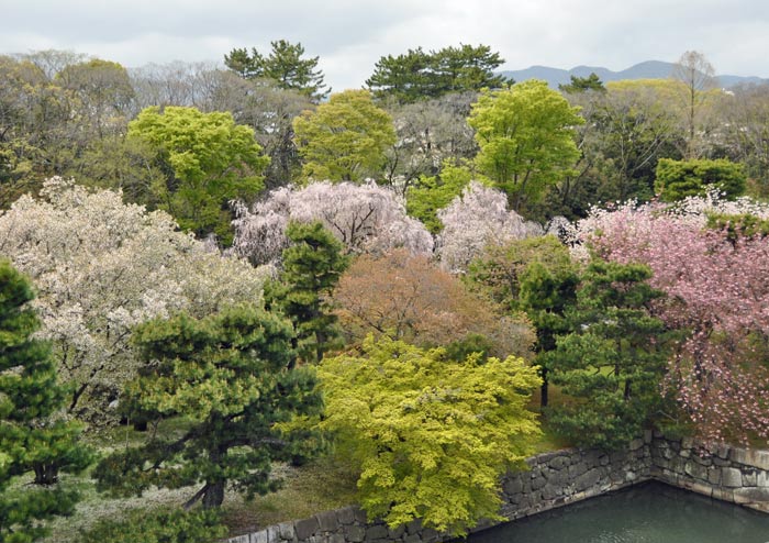 Post image for A Visit To Kyoto’s Nijo Castle