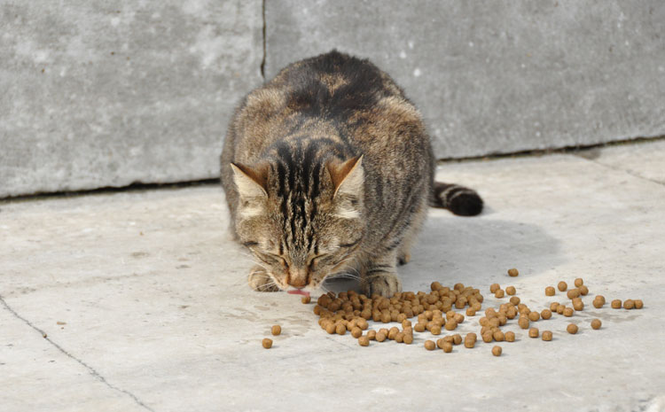 BlueMosque-cat Cat in Istanbul