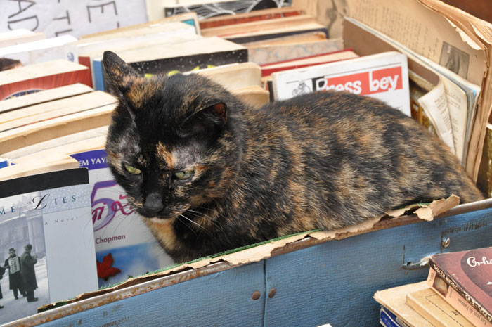 Bookcat Cat in Istanbul-Books