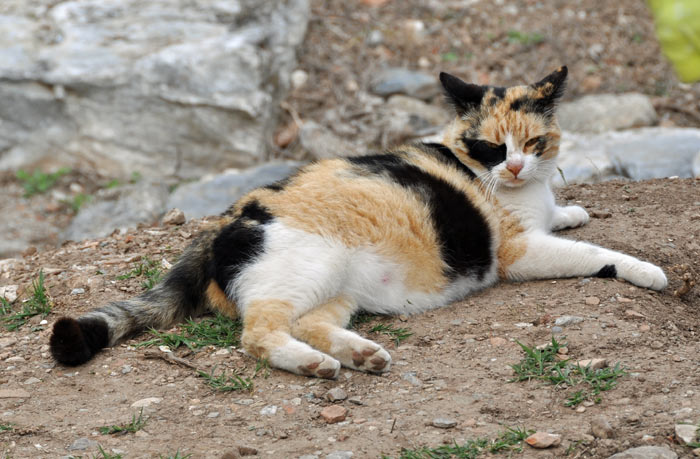 Ephesuscat2 Cat in Ephesus