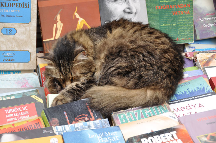 IstanbulBookCat Cat in Istanbul-Books