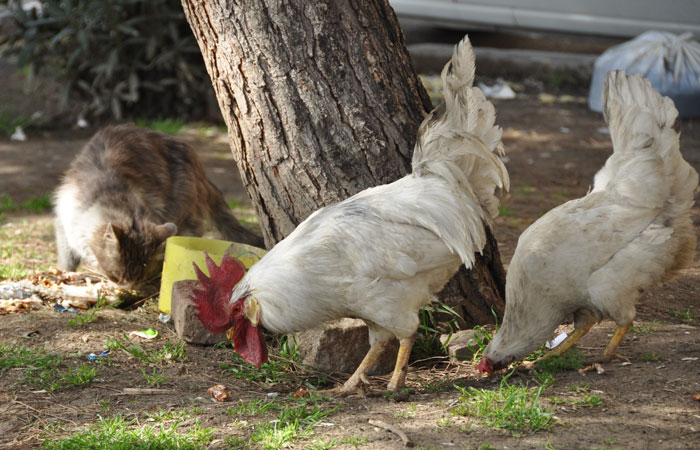 IstanbulChickenCat Cat in Istanbul-Chicken