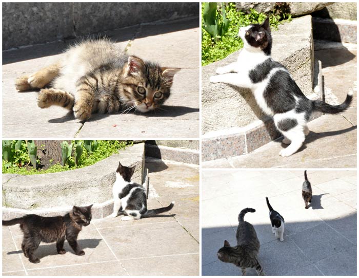 IstanbulKittens1 Istanbul Kittens