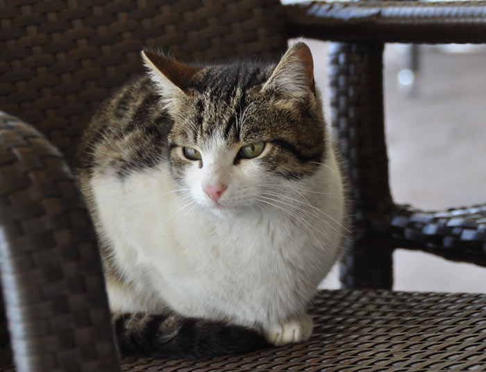 TopkapiCat Cat in Istanbul