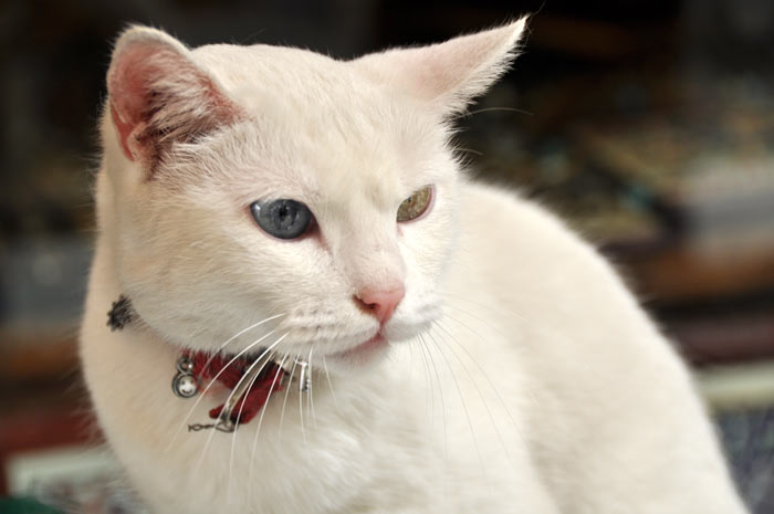 Post image for The Cats of Turkey