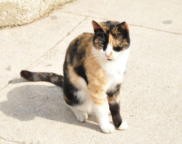 bluemosquecat Cat at Blue Mosque