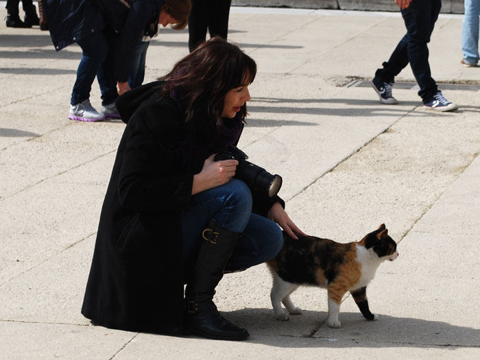 bluemosquecatK Cat at Blue Mosque