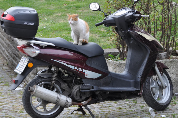 catbikeIstanbul Cat in Istanbul