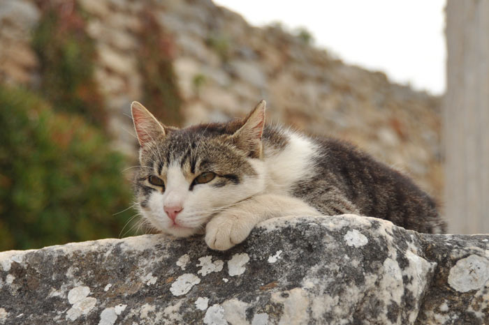 ephesuscat Cat in Ephesus