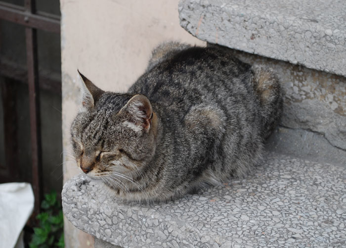 sultanhamet-cat Cat in Istanbul