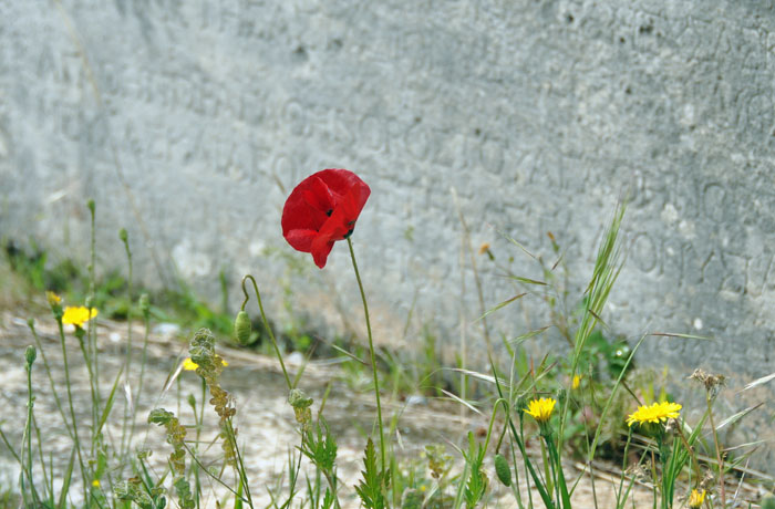 ephesusflower8
