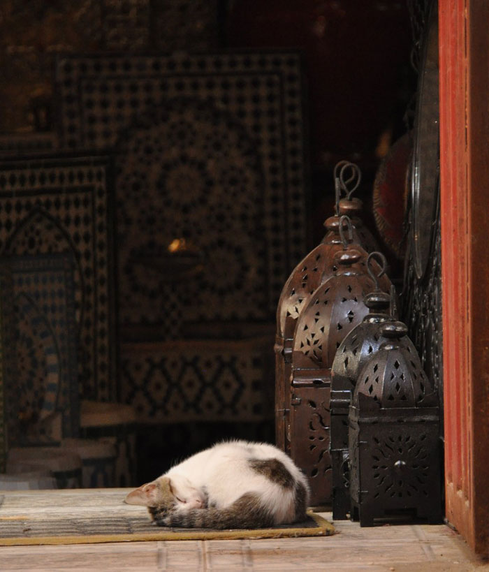 Post image for The Cats of Morocco
