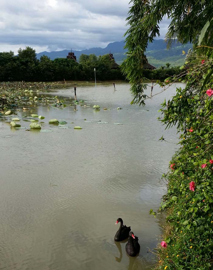 Inle Resort lagoon with black swans