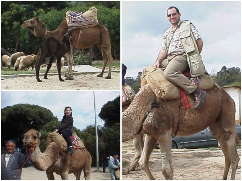 Tourist Camels in Morocco