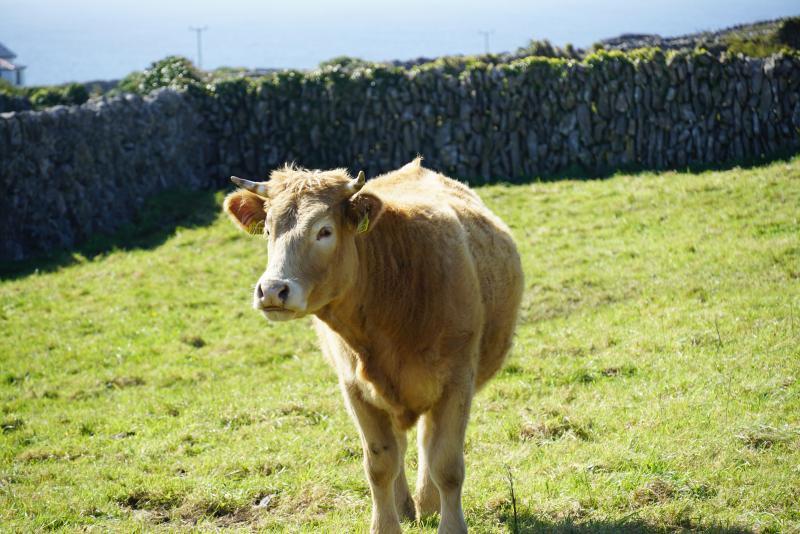 Inis Oirr Cow