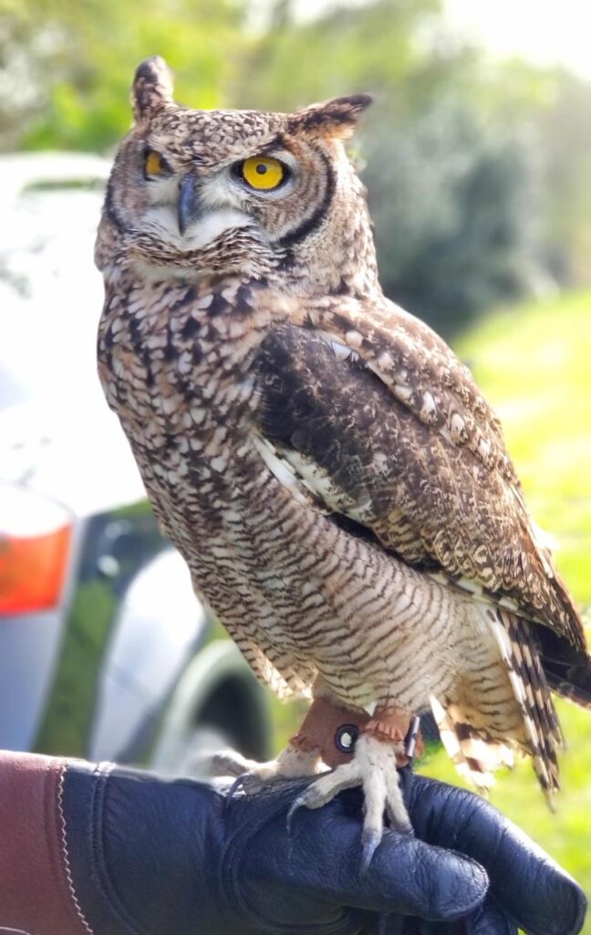 The owl from Falconry Kerry