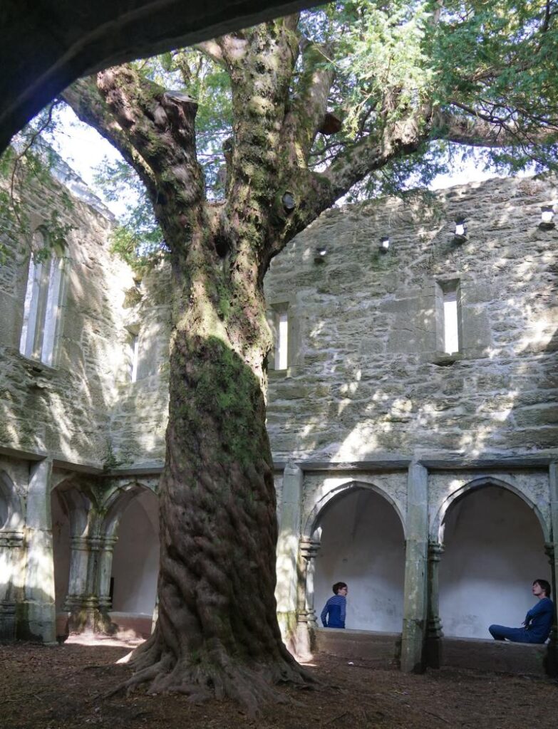 The famous ancient yew tree inside Muckross Abbey