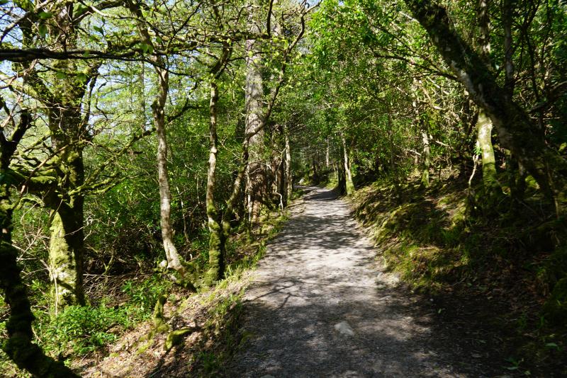 Hike in Killarney National Park