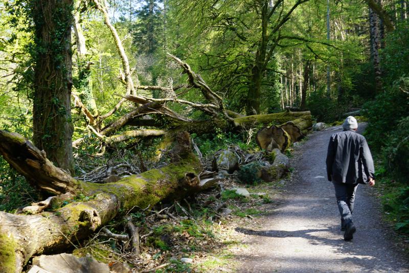 Hiking in Killarney National Park
