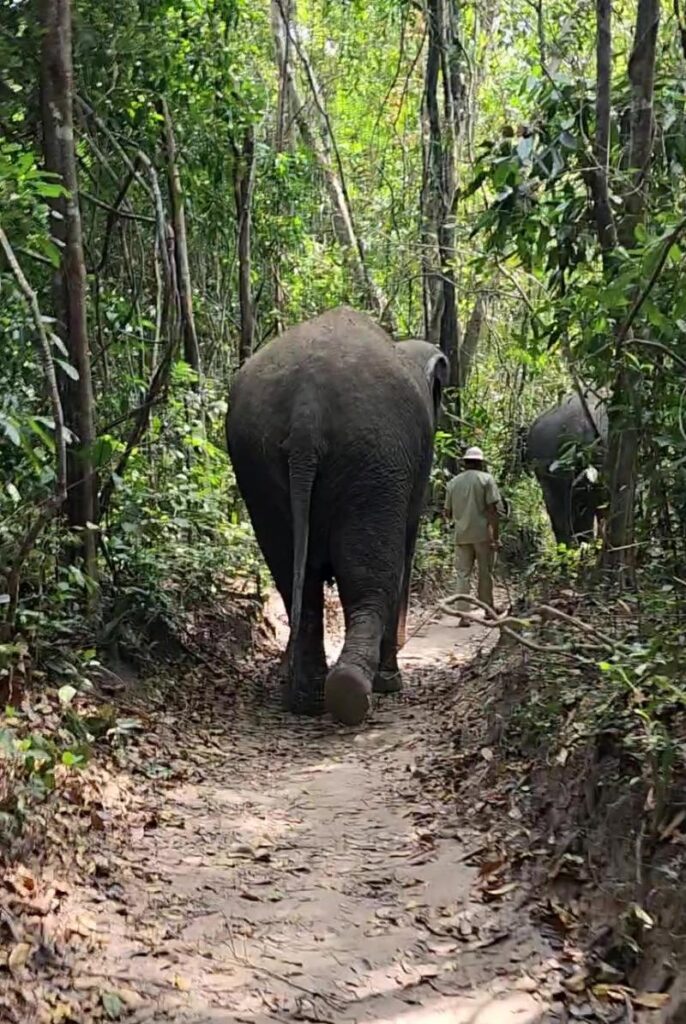 The rear end of an elephant walking down a green jungle path